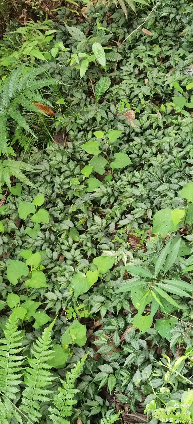 植物观赏 短叶赤车